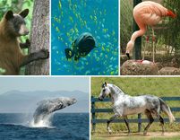 Interesting Facts About Animals