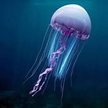 Jelly fish